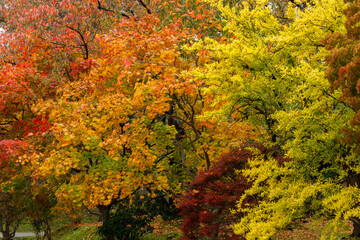 日本の秋の風景