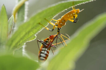 Assassin Bug and Eating his prey