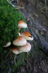 mushrooms in the forest