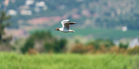 Profile view of seagull with open wings