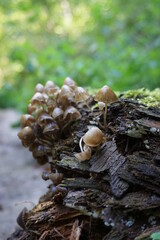 mushrooms on a tree