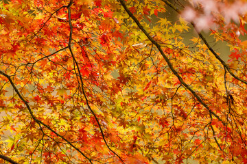 日本の秋の風景