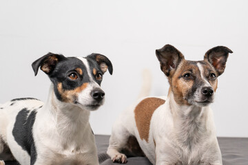 Two brown, black and white Jack Russell Terrier posing in a studio, in full length , copy space