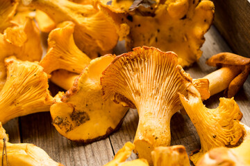 Freshly harvested chanterelle mushrooms with pieces of soil on the rustic wooden table. Selective focus. Shallow depth of field.