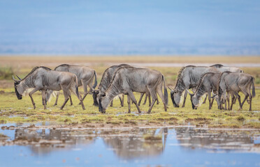 A herd of wildebeest grazing in Amboseli in Kenya