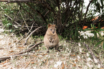 Cute quokka smiling at the camera. Baby quokka on Rottnest Island, Western Australia. Quokka - the happiest animal on Earth