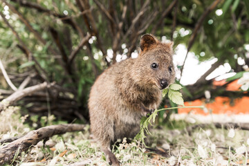 Little quokka in the bush feeding on leaves, Rottnest Island, Western Australia. Portrait of a smiling quokka