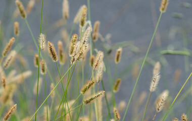 grass　green　lawn　field　nature