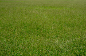 grass　green　lawn　field　nature