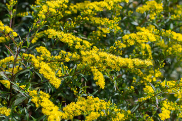 Solidago canadensis, called the Canadian Goldenrod, is an ornamental plant with bright yellow flowers. Floral yellow natural background design