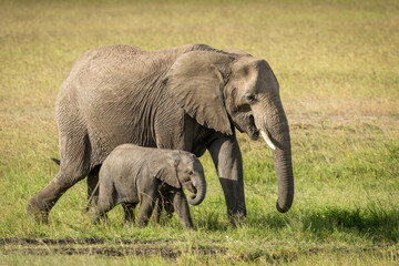 Naklejka na ściany i meble Elephant mother and baby walking in grass plains of Masai Mara in Kenya