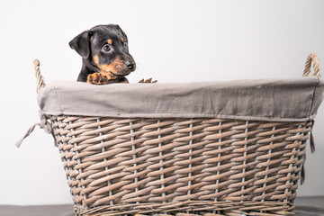 A portrait of a adorable Jack Russel Terrier puppy, in a wicker basket, isolated on a white background