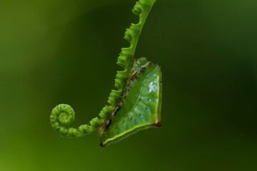 Caterpillar on Fern