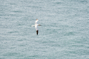 A single white and yellow gannet flies through the sky, blue, gray sea in background