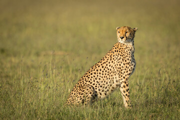 Portrait of an adult cheetah sitting upright in green grass looking alert in Masai Mara in Kenya