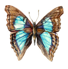 Watercolor drawing of a bright butterfly with beautiful maroon wings. Morpho butterflies. Isolated on a white background