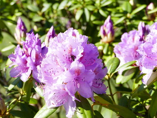pink rhododendron, rosa alpenrose, ericaceae