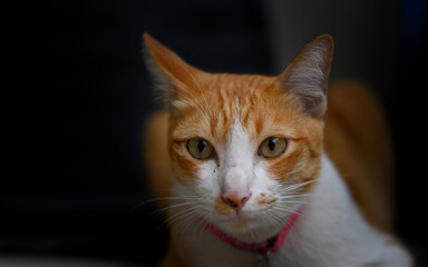 Fototapeta na wymiar Portrait of tabby Thai cat in dark backgroung
