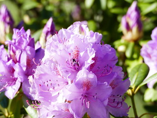 pink rhododendron, rosa alpenrose, ericaceae