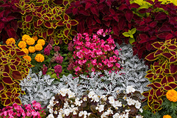 Beautiful decorative plants Coleus, begonia. Natural floral background, city street decorated with flowers