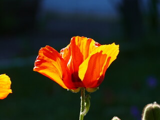 Apaveracea, oranger Mohn, orange poppy