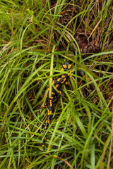 Fire salamander in its natural habitat.
Feuersalamander in seinem natürlichen Lebensraum. Salamandra salamandra terrestris