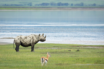 Obraz premium Black rhino standing alert in Ngorongoro Crater in Tanzania