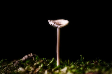 Pilz auf Mos
