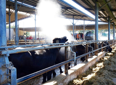 Italy. Buffelo farm