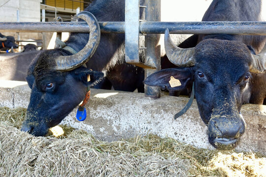 Italy. Buffelo farm  