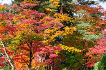 Obraz na płótnie Canvas 日本の秋の風景