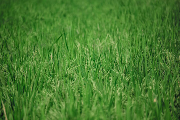 green rice plant texture