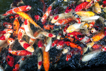 Closeup Top view of colorful fancy crap fishes in the pond
