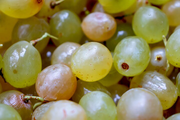Yellow fresh grapes background. Autumn harvest. Berry for dessert.
