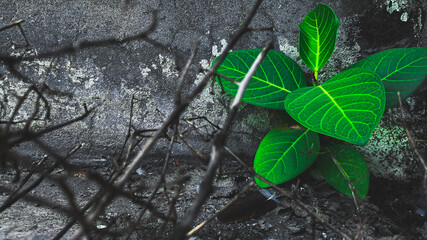Young banyan tree sprouting out of a cemented wall surrounded by wood.