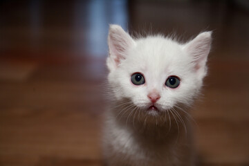 White serious kitten looks at the camera, portrait