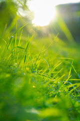 green grass under blue sky