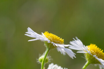 Obraz premium field chamomile on a sunny summer day