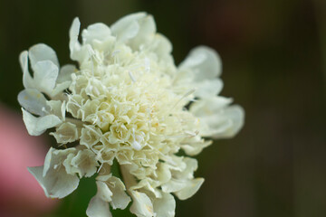 close up of a white flower