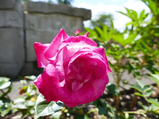 filled pink rose gefüllte rose Rose