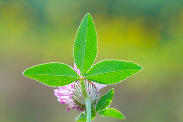 green clover leaves on a branch in the sun