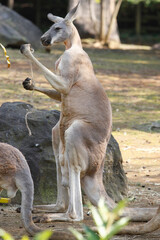 アカカンガルー