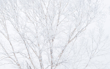 Fototapeta na wymiar winter snow tree cold landscape
