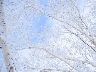 Obraz premium winter snow tree cold landscape