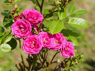 pink rose rosa Rose