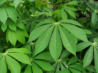 Green leaf bush Bitter Cassava or Manioc plant tree full of water droplet, Strange and beautiful shape of tropical plant leaf