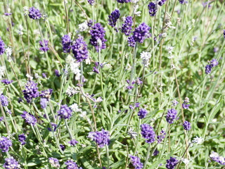 lavender Lavendel
