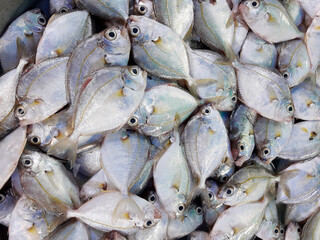 Fototapeta premium Common ponyfish ( Leiognathus equulus ) fishes at the market, Saltwater fish species in Thailand