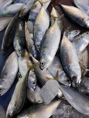 Short mackerel ( Rastrelliger brachysoma ) fishes with ice on in a steel tray. Sea fish in market....