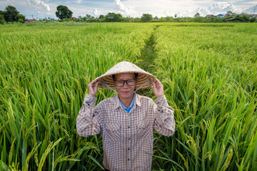 Asian senior or elderly women Vietnamese people have occupations as farmers who work in rice fields...